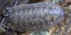 Porcellio montanus